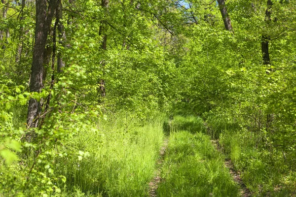 Yaz aylarında yeşil orman