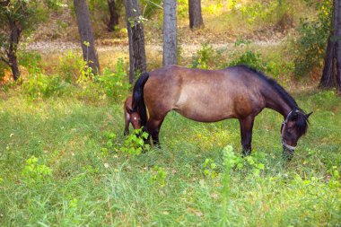 Atların anne ve bebek