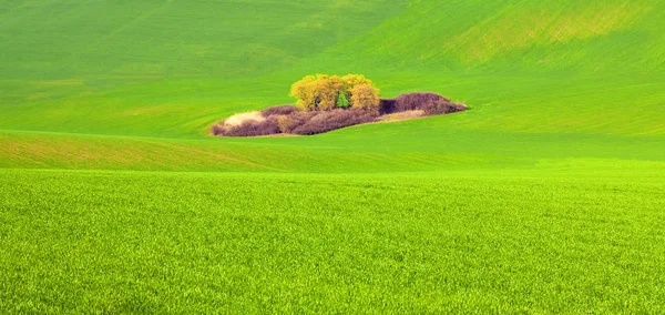 Пейзаж Зеленым Полем Весной — стоковое фото