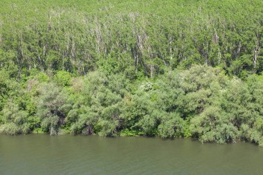 Nehir ve ormanın havadan görünüşü