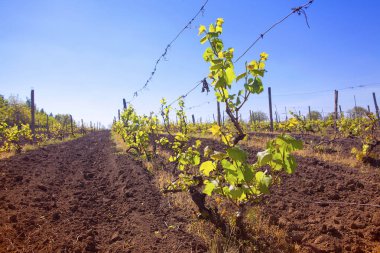 üzüm bahar sezonu ile tarım alanı