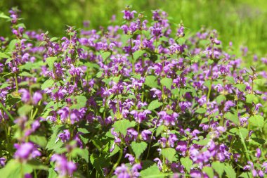 Çiçekli bahar çayırı