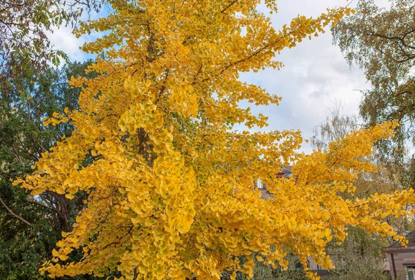 Žluté Větve Podzim — Stock fotografie