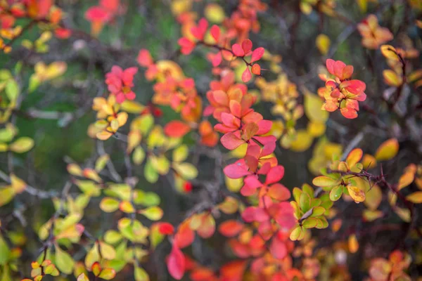 Background Red Yellow Leaves — Stock Photo, Image