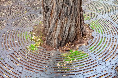 tree trunk in the city park clipart