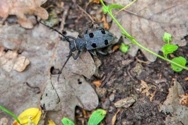 Close Image Beetle Dry Leaves — Stock Photo, Image