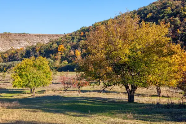 Renkli Dalları Olan Sonbahar Ağaçları — Stok fotoğraf