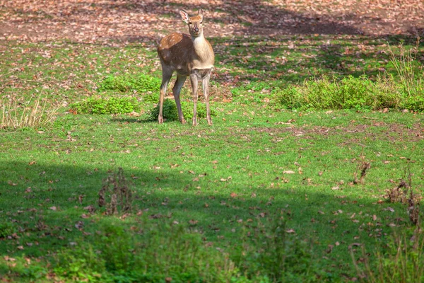 Yeşil çayırdaki genç geyik