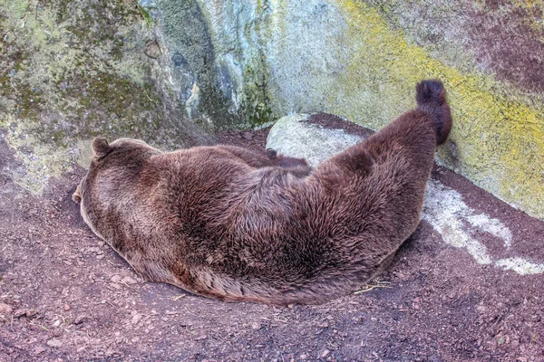 Niedźwiedź Brunatny Śpi Zoo — Zdjęcie stockowe