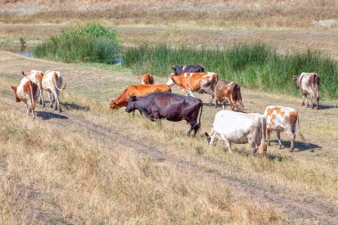 çayırda yürüyen sürüsi 