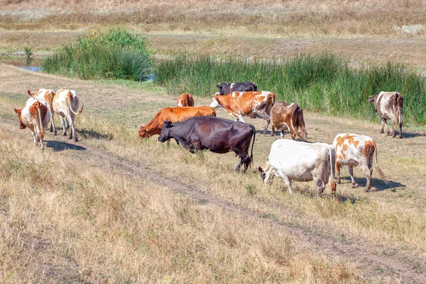 çayırda yürüyen sürüsi 
