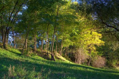 Yeşil ormanın içi