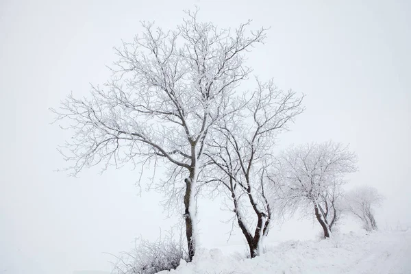 Tempo Nebbioso Con Alberi Una Collina Innevata — Foto Stock