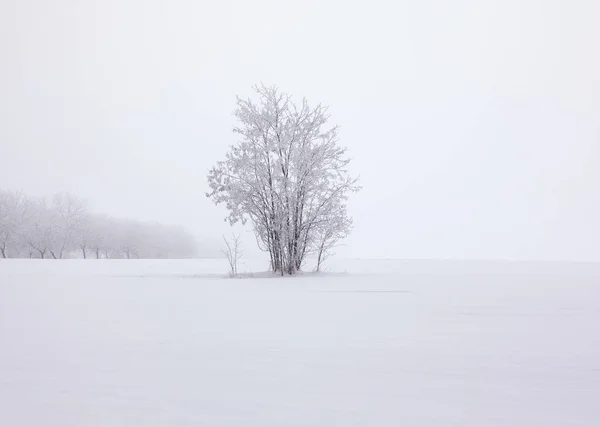 Δέντρο Στο Χιονισμένο Λόφο Χειμώνα — Φωτογραφία Αρχείου