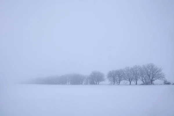 Karlı Tepede Ağaçlar Sisli Bir Günde — Stok fotoğraf