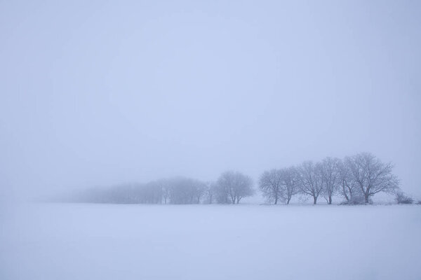 trees on the snowy hill in the foggy day 