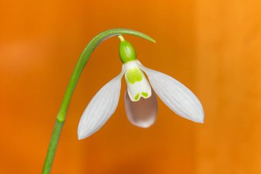 Beyaz yapraklı kar damlasının görüntüsünü kapat 
