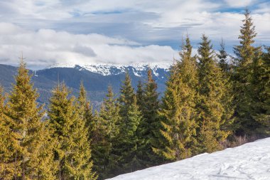 Karlı kışta köknar ağaçları ormanı