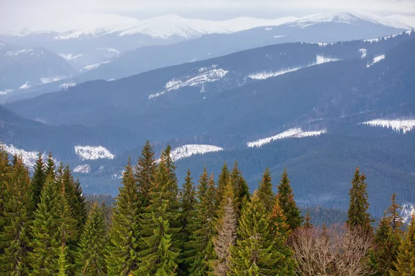 Kışın Köknar Ağaçları Dağların Manzarası — Stok fotoğraf