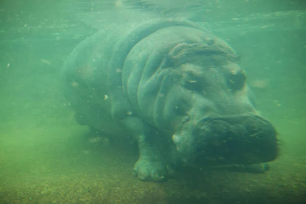 Primer Plano Imagen Submarina Hipopótamo — Foto de Stock