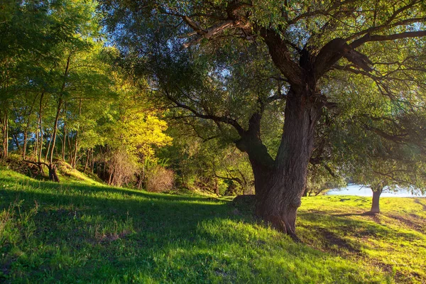 Літня Природа Великими Деревами — стокове фото