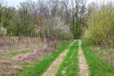 Çiçekli bahar bahçesi