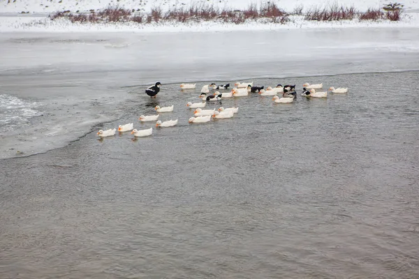 冬季的家鹅群 — 图库照片