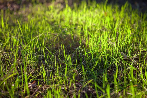Hintergrund Des Frischen Rasens Der Frühlingssaison — Stockfoto