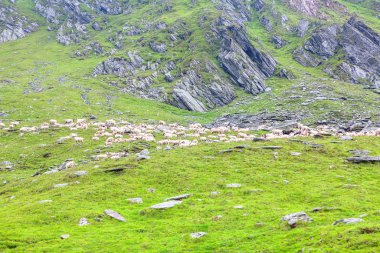 Dağda koyunlarla otlamak