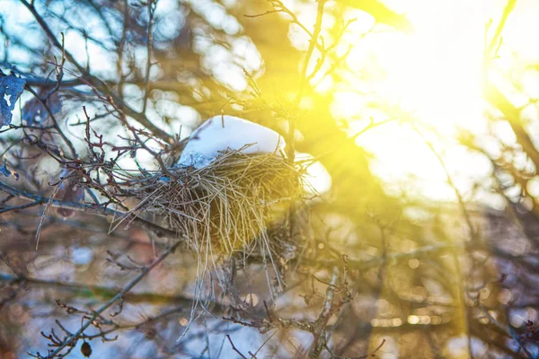 Φωλιά Πουλιών Στα Κλαδιά Στο Φως Του Ήλιου — Φωτογραφία Αρχείου