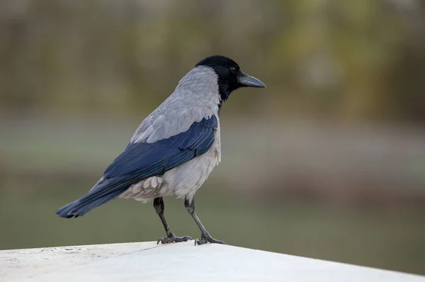 Gray Raven Sentado Borde —  Fotos de Stock