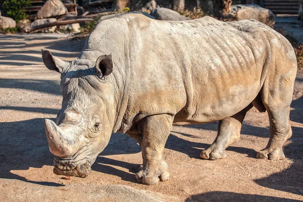 Rhinocéros Blanc Sud Espèces Animales Rares — Photo