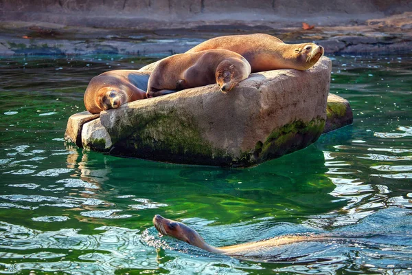 Kalifornische Seelöwen Schlafen Auf Einem Felsen Wasser — Stockfoto