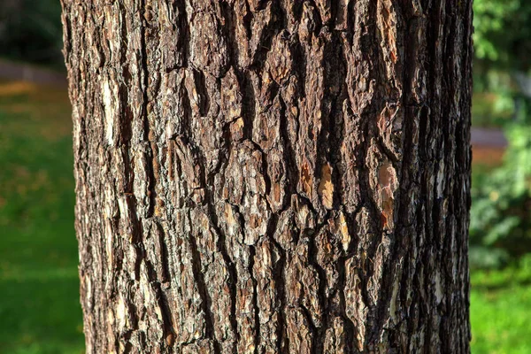 Detalhes Casca Árvore Cedrus Libani — Fotografia de Stock