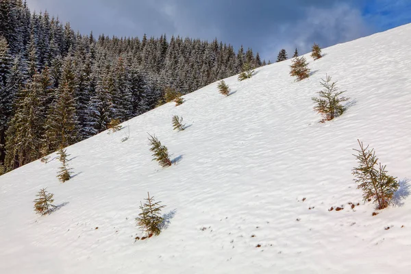 Abetos Que Crescem Colina Nevada — Fotografia de Stock