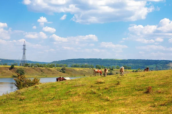 Sığırlar Nehir Kıyısında Otluyor — Stok fotoğraf