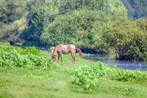 Braunes Pferd Auf Der Weide Flussnähe — Stockfoto