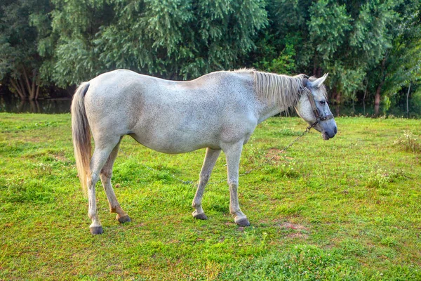 緑の牧草地で美しい白い馬の放牧 — ストック写真