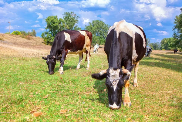 Pastos Con Vacas Domésticas Pastoreo —  Fotos de Stock