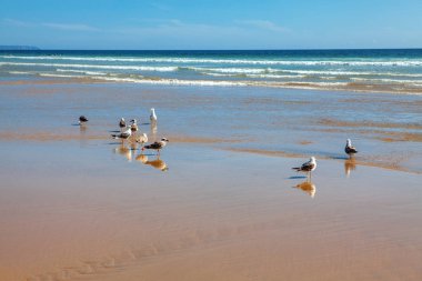 Atlantik Okyanusu kıyısında martı sürüsü 