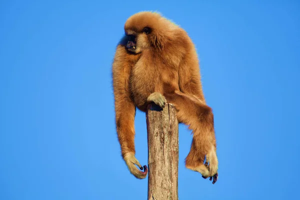 Gibbon Debout Sur Dessus Branche — Photo