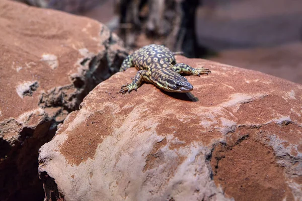 Lézard Paresseux Debout Sur Pierre — Photo