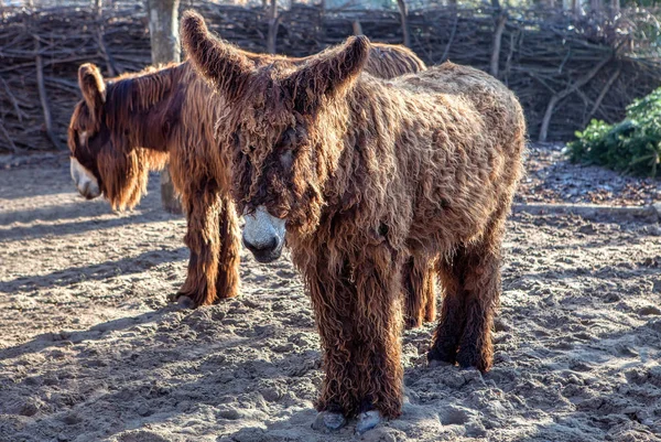 Rare Species Hairy Donkey — Stock Photo, Image