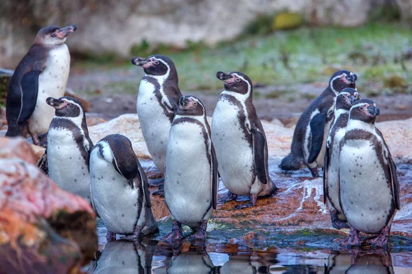 Schwarm Der Pinguine Steht Zusammen — Stockfoto