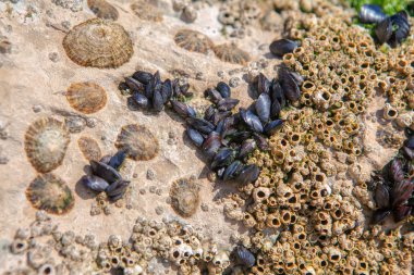 close up image of seashells on the beach