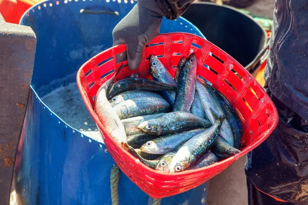 sardine catch in the basket