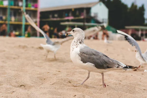 Чайки Піщаному Пляжі — стокове фото