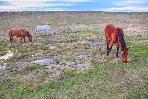 three horses grazing after rain