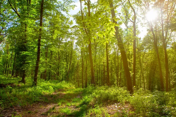 Сонячний Промінь Весняному Лісі — стокове фото