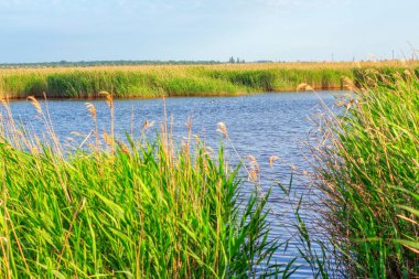 green reed at river in the spring 